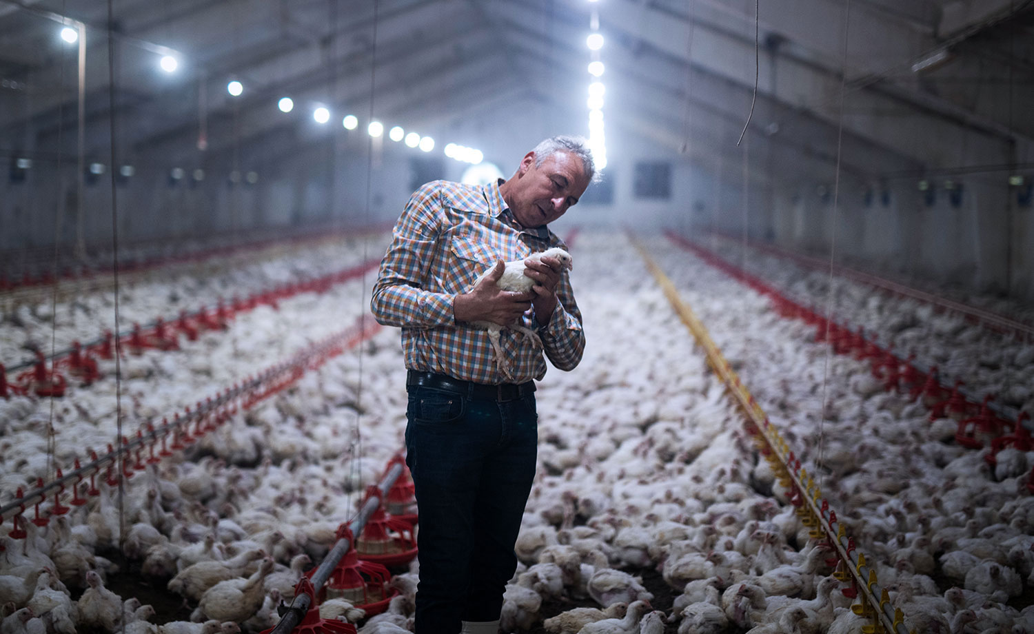 A farmer holding a chicken in a large chicken shed.