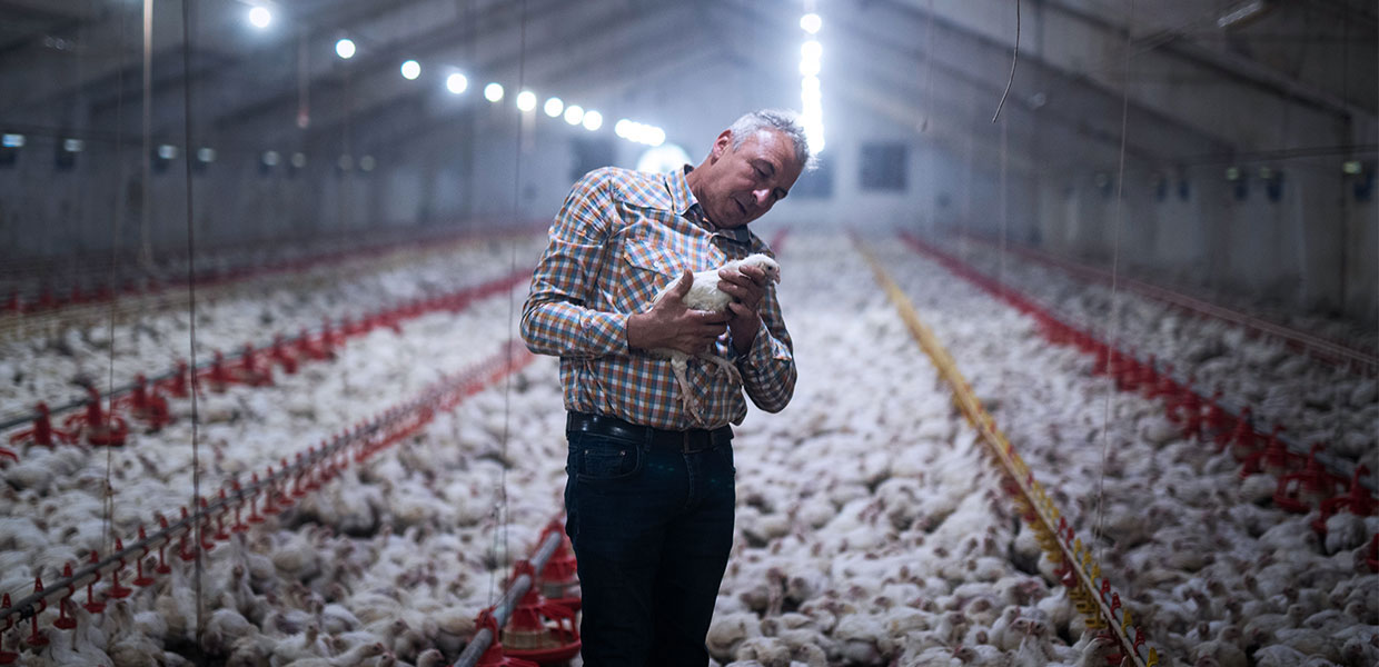 A farmer holding a chicken in a large chicken shed.